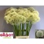 product/img.floraplaza.nl/LALLMOUE8-LIVE_fotos-0x3B08F9E75A6EBA653913540F4C0933FC0B749AC9.jpg