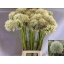 product/img.floraplaza.nl/LALLMOUE8-LIVE_fotos-0x6A3E12DA4DEA463A740AAADD05896DBAE87FF2A5.jpg