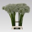 product/img.floraplaza.nl/LALLMOUE8-LIVE_fotos-0xD7E94A264BA7AA15A6AFDDA3F9925F7A8B98A06C.jpg