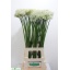 product/img.floraplaza.nl/LALLMOUE8-LIVE_fotos-0xF09DC2AC766F30DF2B6DAF9AF37FA7D773CDB4F9.jpg