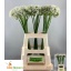 product/img.floraplaza.nl/LALLNIGVAL7-LIVE_fotos-0x39B07B8911F573650815E14CFAB17247A25E96CE.jpg