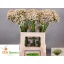 product/img.floraplaza.nl/LALLNIGVAL7-LIVE_fotos-0x4F1577F2F6E43221FBFD7EB91AACFB3A870EF2E1.jpg