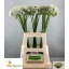 product/img.floraplaza.nl/LALLNIGVAL7-LIVE_fotos-0xBA3BCAE91DBC38D5C0A0E4065BCAB62E91E6D772.jpg