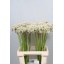 product/img.floraplaza.nl/LALLNIGVAL7-LIVE_fotos-0xC276D8B428D5EAA60FBE481C1C1092D706117540.jpg