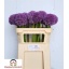 product/img.floraplaza.nl/LALLPINW7-LIVE_fotos-0xD4EA15BF5CB6F2BD8A4F6A59EF482A1EB3F0E945.jpg