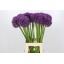 product/img.floraplaza.nl/LALLPINW75-LIVE_fotos-0x63E2F7494DFC3CC74C5745A2216A2E572C8C3F33.jpg