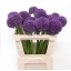 product/img.floraplaza.nl/LALLPINW75-LIVE_fotos-0xB318F437A82DD41DAB781B8DB6971EACF8E618B2.jpg
