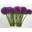 product/img.floraplaza.nl/LALLPINW75-LIVE_fotos-0xBD12160128058E7EC0B6972BA94F05EC6F004E26.jpg