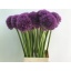 product/img.floraplaza.nl/LALLPINW75-LIVE_fotos-0xE9FAAF38F15F5E26E31698237C8CE22D4B05F003.jpg