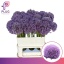 product/img.floraplaza.nl/LALLPINW8-LIVE_fotos-0xAA0BD0D4454BBCA1F6A130EEFEFFBCA92C6A4BD2.jpg