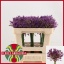 product/img.floraplaza.nl/LALLPURR5-LIVE_fotos-0xBF5CE0524F688340EE46C5BEB28E1C64904000C1.jpg
