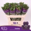 product/img.floraplaza.nl/LALSCAR-LIVE_fotos-0x7B44336C40A2BB04C532590617F2552325CD85BE.jpg