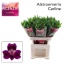 product/img.floraplaza.nl/LALSCAR-LIVE_fotos-0xD1923FD257521C5437DED3E97D0715C98C64C9AF.jpg