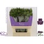 product/img.floraplaza.nl/LALSCAR-LIVE_fotos-0xF6E377E4B762C0419FDEE205A659931967B6FB91.jpg