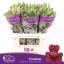 product/img.floraplaza.nl/LALSCARD-LIVE_fotos-0xBB761573708DAE60965F270BF69D835087D412B4.jpg