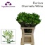 product/img.floraplaza.nl/LALSCHA-LIVE_fotos-0x4C3E9F532D41BDDEEB497F7DFF7DBBE07D1AF471.jpg