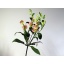 product/img.floraplaza.nl/LALSCHAP-ART_fotos-T2G - Alstroemeria charmelia bridesmaid.jpg