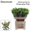 product/img.floraplaza.nl/LALSCHAP-LIVE_fotos-0xF485955DEADD39AE218E4A84BEFF37F6250ECBCC.jpg