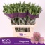 product/img.floraplaza.nl/LALSELE-LIVE_fotos-0xC8ADE329DF79A3D5C52243F266BC0E40B7BF7F43.jpg