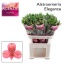 product/img.floraplaza.nl/LALSELE-LIVE_fotos-0xE4709EDAA1C7A549C5DCB6A26CFD064AC8DB6F46.jpg