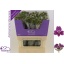 product/img.floraplaza.nl/LALSMAR-LIVE_fotos-0xA5E9C74EBA6DAF525152B76106BA20AA5865A399.jpg