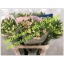 product/img.floraplaza.nl/LALSMIX-ASSORTI_fotos-MVA-Example - Alstroemeria mix.jpg