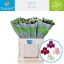 product/img.floraplaza.nl/LALSMIX-LIVE_fotos-0xF14ABBC8A905D0C365AF5DD39579E446D7D3D33A.jpg