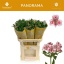 product/img.floraplaza.nl/LALSPAN-LIVE_fotos-0x173907F2A463A7EE62A5AD252FD835E87195AFDD.jpg