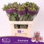 product/img.floraplaza.nl/LALSPAN-LIVE_fotos-0x300C4F2B14E373A9914726A14D33B0799CB73A83.jpg