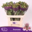product/img.floraplaza.nl/LALSPAN-LIVE_fotos-0xD27452CBC61E0ADC765E67A82547D391F52BB2A2.jpg