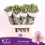 product/img.floraplaza.nl/LALSPINF-LIVE_fotos-0x08783822FF3364D37DB7358616BD7D04E5FBF9A7.jpg