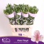 product/img.floraplaza.nl/LALSPINF-LIVE_fotos-0x1FED4DDA9E17A5B83DBAF45DFAE449DCD7160D8E.jpg