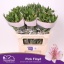 product/img.floraplaza.nl/LALSPINF-LIVE_fotos-0x91CFB6CC0B370A1F29AFF83436B13BD04C5D1B72.jpg