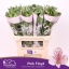 product/img.floraplaza.nl/LALSPINF-LIVE_fotos-0xA1BD140404FC10605EB53C11D5CD7E68D5F205CB.jpg