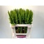 product/img.floraplaza.nl/LAMA6GRET-LIVE_fotos-0x1846B5194EF14E2255FD7F8D3FE1EFFBDA7ED1A8.jpg