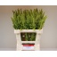 product/img.floraplaza.nl/LAMA6GRET-LIVE_fotos-0x676964036DD1AE21B16630DE60B7B58E731CD239.jpg