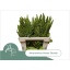 product/img.floraplaza.nl/LAMA6GRET-LIVE_fotos-0xF1873075BD06D5D3B1E46CD3FC3DFA6EE75D22E0.jpg