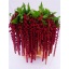 product/img.floraplaza.nl/LAMA75ROS-LIVE_fotos-0x4A32D76335B3BB6C2EE0DBDFF25D9463C1D302CF.jpg