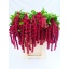product/img.floraplaza.nl/LAMA75ROS-LIVE_fotos-0x4EB52497D2DB2956E0BA549A72AFDE368B96FA56.jpg