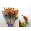 product/img.floraplaza.nl/LAMA8HOTB-LIVE_fotos-0x864C443255715C2E77FC4DAD13680CF8D7003EF3.jpg
