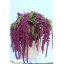 product/img.floraplaza.nl/LAMA8ROS-LIVE_fotos-0x2A61A02EC886D40139FFD2A34060F86CA5EAA33F.jpg