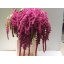 product/img.floraplaza.nl/LAMA8ROS-LIVE_fotos-0x68913CB60551E468A3A1D1F3B67360D5A01C8C20.jpg
