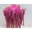 product/img.floraplaza.nl/LAMA8ROS-LIVE_fotos-0xA05AF75A117B57486D21AD474873A1CD8C603757.jpg
