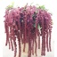 product/img.floraplaza.nl/LAMA8ROS-LIVE_fotos-0xA9E06F27395AB396187030DF2C284496671F00D7.jpg