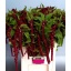 product/img.floraplaza.nl/LAMA8ROS-LIVE_fotos-0xAB8B2A1FCD561078A4220B0C5FD5C33DCD3C3B3E.jpg