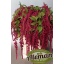 product/img.floraplaza.nl/LAMA8ROS-LIVE_fotos-0xFC8F3DB666500193702733B814F5FA3913B82902.jpg