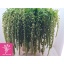 product/img.floraplaza.nl/LAMACYC8-LIVE_fotos-0x04DEEF133EA1DB85D6AA2105D0A75A6ABD876187.jpg