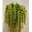 product/img.floraplaza.nl/LAMACYC8-LIVE_fotos-0xAA2094019D0D37C3B869C8649C27503B8F2D03E7.jpg
