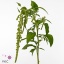 product/img.floraplaza.nl/LAMAGREP8-ART_fotos-VBN-vbn112334.jpg