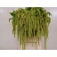 product/img.floraplaza.nl/LAMAGREP8-LIVE_fotos-0xB0307399952A794F5BFBAE207A8E92BC8DF4AD57.jpg